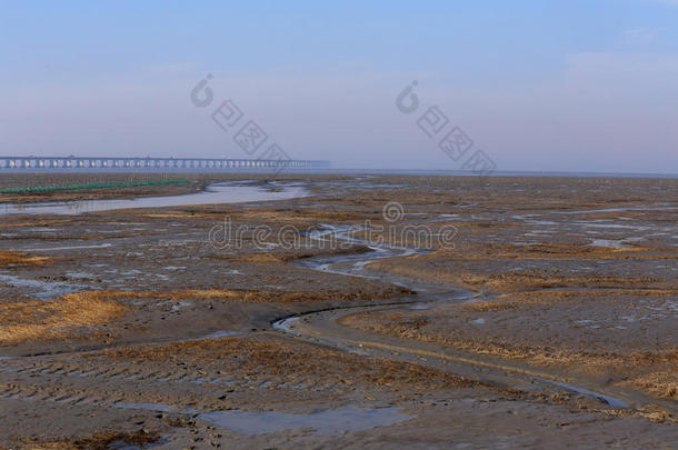 金色的海藻，在滩涂的网，世界上最长的跨海大<strong>桥</strong>-<strong>杭州</strong>湾大<strong>桥</strong>