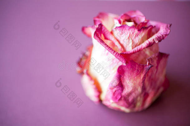 干紫色玫瑰