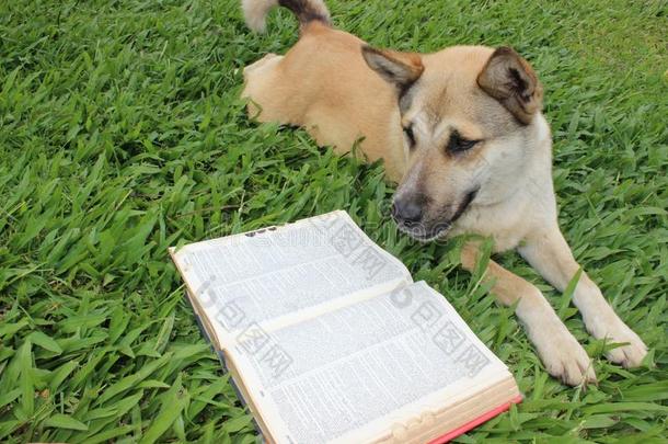 狗读字典