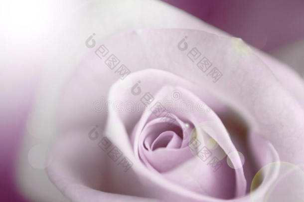 模糊的淡<strong>紫色玫瑰</strong>，复古的背景。