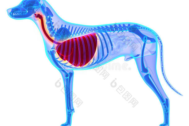 狗胸肺解剖犬狼疮熟悉解剖是