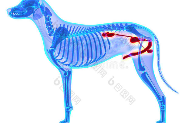 狗泌尿生殖系统犬狼疮熟悉解剖分离