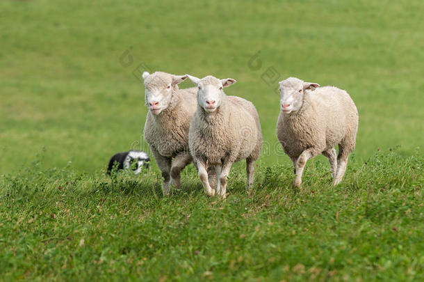 农业动物白羊座犬科动物生物