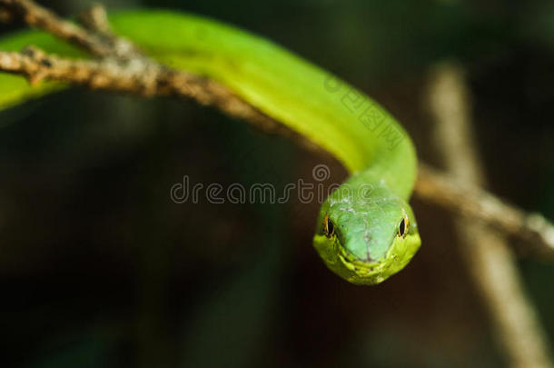 绿色藤蔓蛇/扁平蛇(OxybelisFulgidus)，见于哥斯达黎加蒙特弗德。