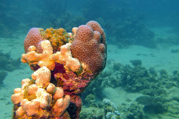 珊瑚礁与海绵在热带海底