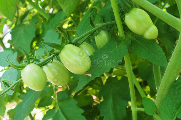新鲜的绿色西红柿还在植物上
