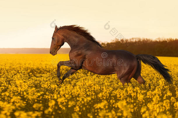 美丽强壮的马奔腾，跳跃在一片黄色的花朵映衬着夕阳
