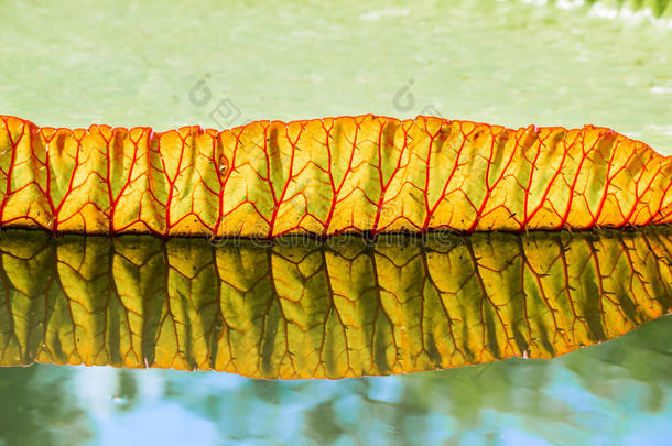 维多利亚的大叶子漂浮在水面上。