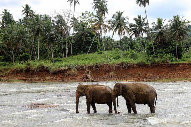 几只大象过河