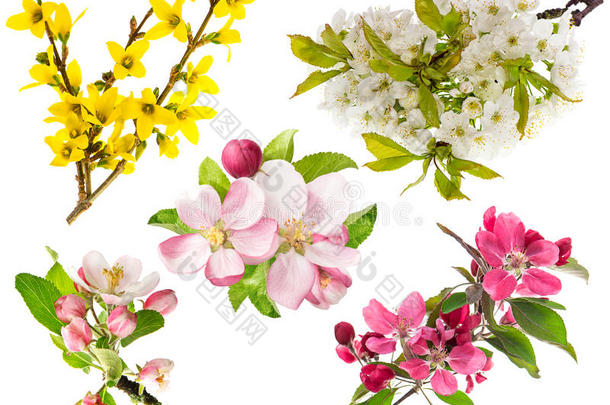 苹果树的花，樱桃枝，连翘。 春天的花朵