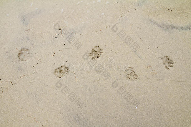 狗脚印沙滩。 暑期背景