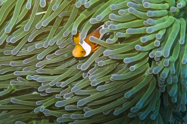 小丑鱼在绿色和蓝色的海洋海葵在巴厘岛，波霍尔，菲律宾