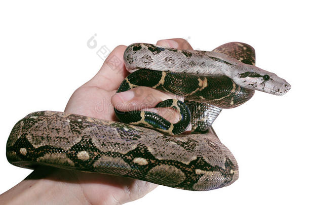 手牵着一条被隔离在背景上的蛇