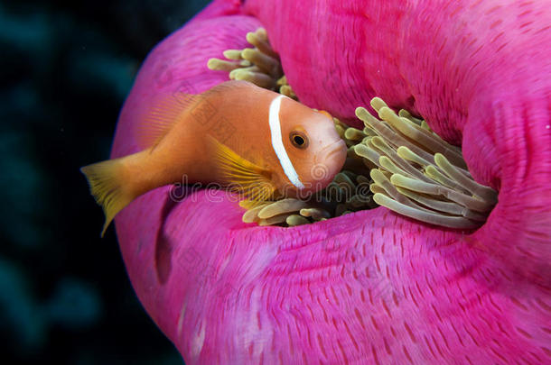 粉<strong>红紫色</strong>海葵里面的小丑鱼