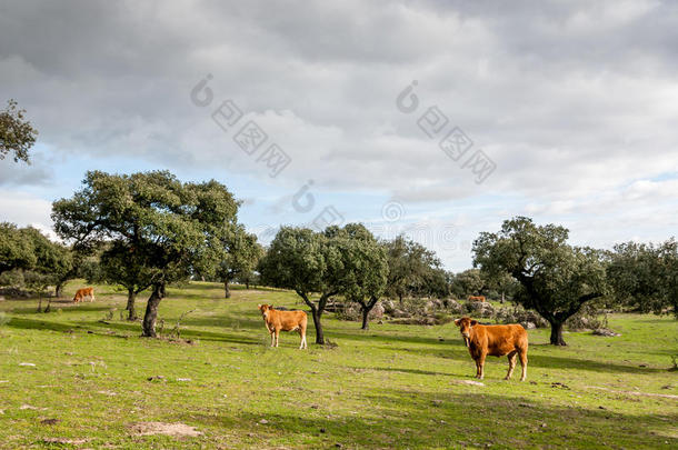 肉牛，重新进入种族，在西班牙德赫萨放牧