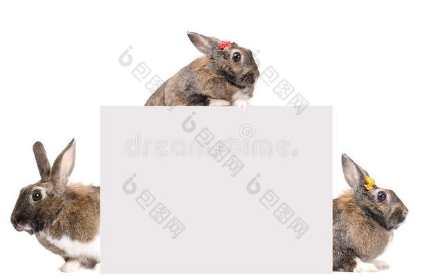 空白卡的文字与三个兔子