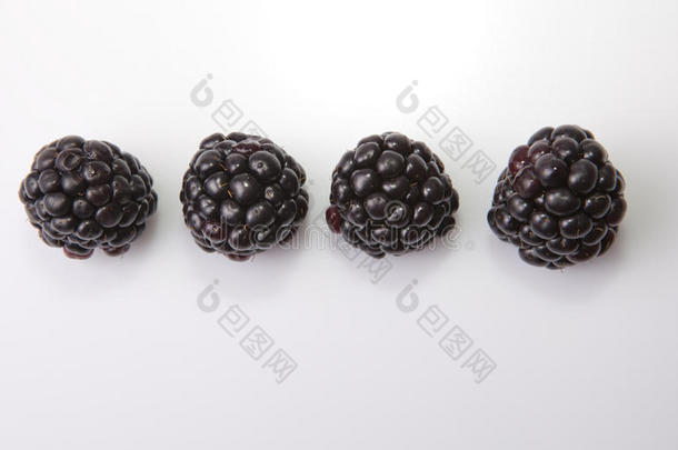 四个新鲜成熟的黑莓排队