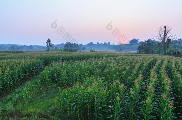 农耕玉米区