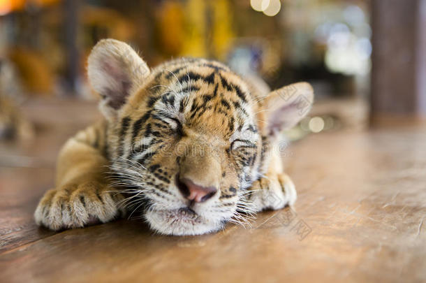 一只小老虎在休息