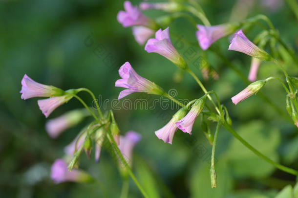 山茱萸