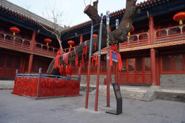 北京东岳陶庙中国学者树