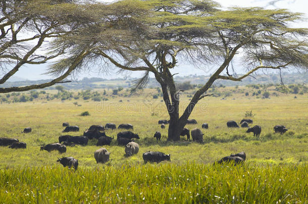 黑色犀牛，水牛角和野生动物在相思树<strong>下</strong>放牧，在莱瓦水利，肯尼亚非洲