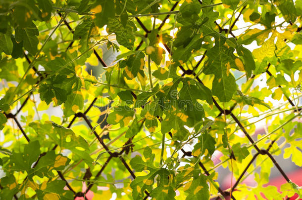 背景植物学的特写镜头<strong>树叶花</strong>园