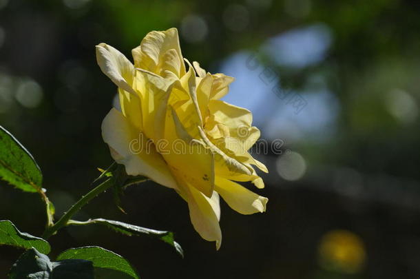 一朵黄色的玫瑰