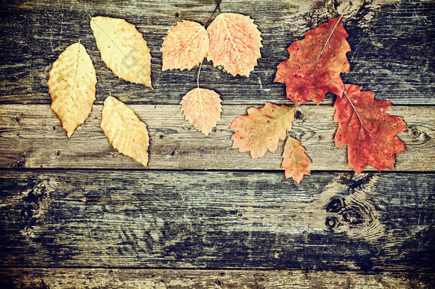 秋叶散落在乡村的木板上-古董