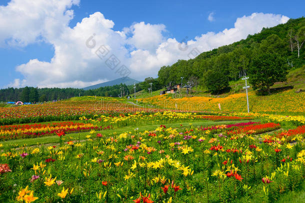 富士米高地上的花