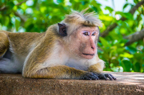 动物猿行为特写镜头情绪
