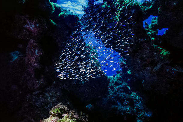 无神论者巴哈马加勒比洞穴珊瑚