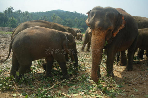 斯里兰卡坎迪的大象