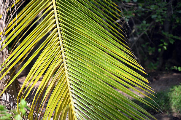 绿色大棕榈叶详细照片在夏天