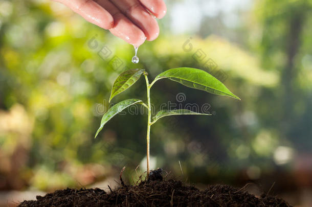 农民的手给一棵年轻的植物浇水