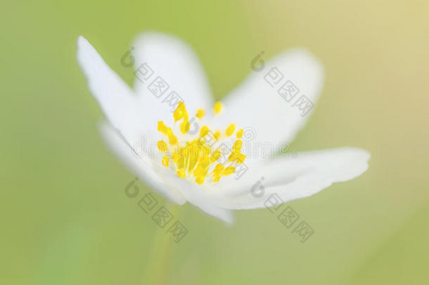 在浅绿色背景上特写一朵木葵花