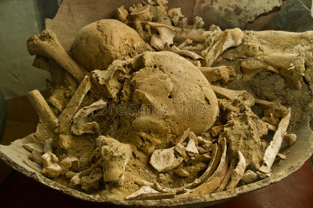 马查利拉国家阿瓜布兰卡博物馆的化石