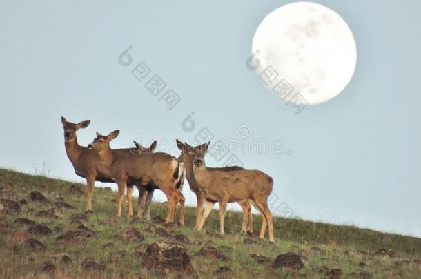 一群小鹿在山坡上，在几乎满月的光线下吃草