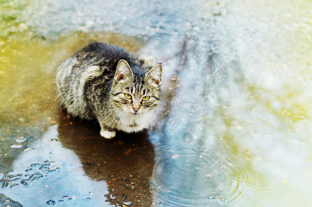 可爱的小猫坐在雨中的水坑里