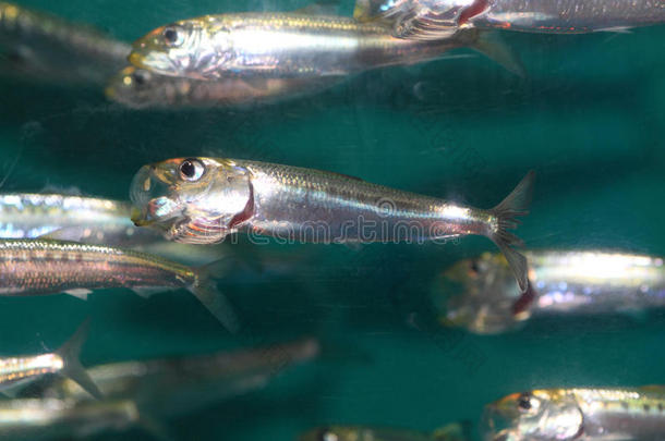 凤尾鱼英格拉利斯<strong>鱼食</strong>物日本