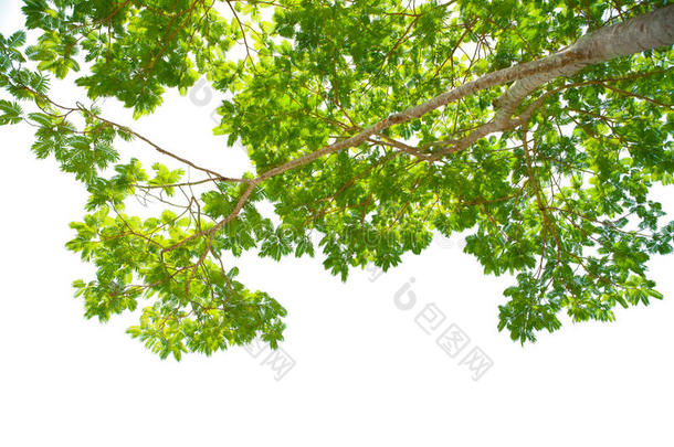 科尔维尔<strong>荣耀</strong>的树枝，白色背景的大树