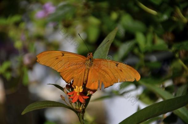 dryas iulia，俗称<strong>茱莉</strong>亚蝴蝶，<strong>茱莉</strong>亚螺旋，