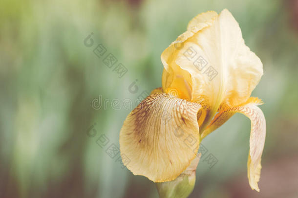 背景有胡子的花儿模糊的球茎