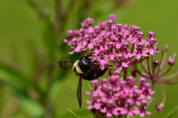 大黄蜂在紫色卡兰乔身上授粉