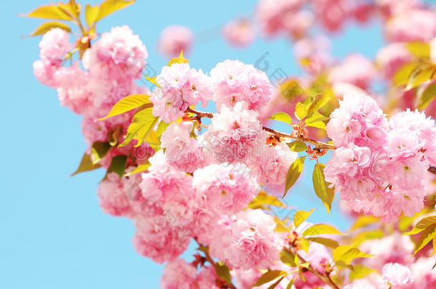 春天樱花盛开，美丽的粉红色花朵。樱花