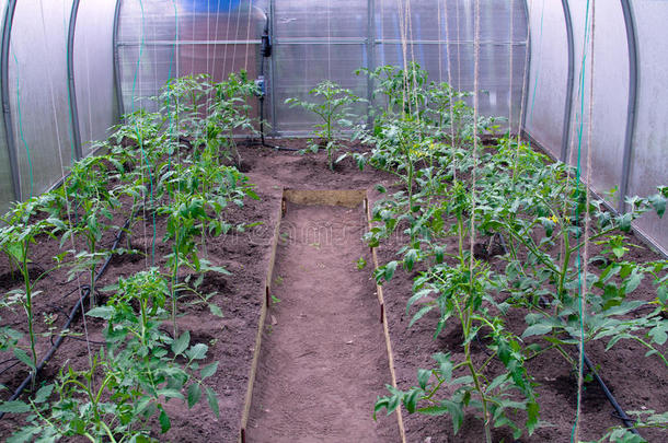 番茄温室