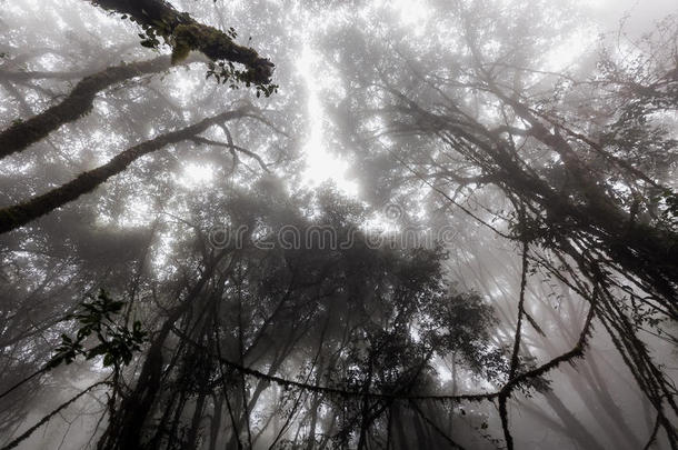 雾蒙蒙的丛林