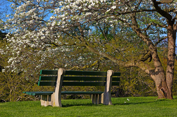 阳光明媚的下午，一张长凳和盛开的茱萸树。