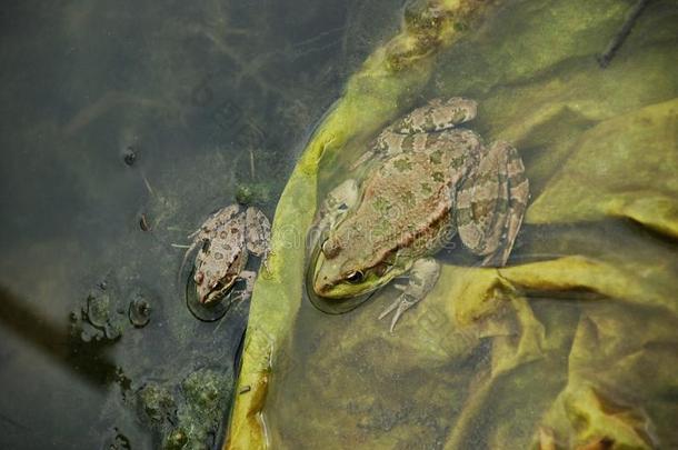 青蛙在沼泽里