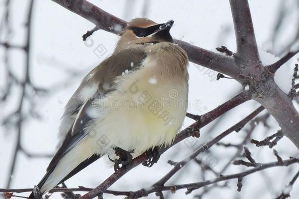 一只小鸟，一只波西米亚的蜡翅，在下雪的日子栖息在一棵贫瘠的树的树枝上